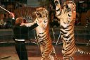 Королевские Тигры Суматры