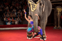 Шоу слонов великанов