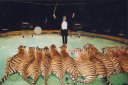 Королевские Тигры Суматры