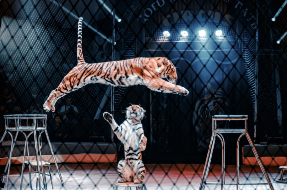 &TScy;&icy;&rcy;&kcy; &YAcy;&rcy;&ocy;&scy;&lcy;&acy;&vcy;&acy; &Zcy;&acy;&pcy;&acy;&shcy;&ncy;&ocy;&gcy;&ocy;  &gcy;&period; &CHcy;&iecy;&lcy;&yacy;&bcy;&icy;&ncy;&scy;&kcy;