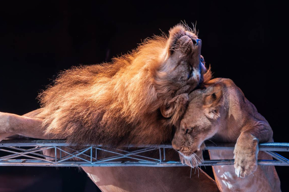 &TScy;&icy;&rcy;&kcy; &Vcy;&icy;&vcy;&acy;&tcy; &CHcy;&iecy;&lcy;&yacy;&bcy;&icy;&ncy;&scy;&kcy; - &shcy;&ocy;&ucy; "&Kcy;&ocy;&rcy;&ocy;&lcy;&iecy;&vcy;&scy;&tcy;&vcy;&ocy; &lcy;&softcy;&vcy;&ocy;&vcy;"