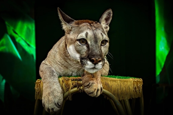 &Dcy;&icy;&kcy;&icy;&jcy; &Kcy;&acy;&rcy;&ncy;&acy;&vcy;&acy;&lcy; &TScy;&icy;&rcy;&kcy; &Ocy;&rcy;&icy;&ocy;&ncy; &CHcy;&iecy;&lcy;&yacy;&bcy;&icy;&ncy;&scy;&kcy; 2026