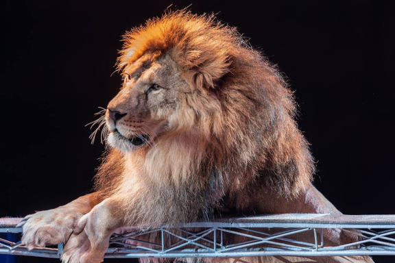 &TScy;&icy;&rcy;&kcy; &Vcy;&icy;&vcy;&acy;&tcy; &CHcy;&iecy;&lcy;&yacy;&bcy;&icy;&ncy;&scy;&kcy; - &shcy;&ocy;&ucy; "&Kcy;&ocy;&rcy;&ocy;&lcy;&iecy;&vcy;&scy;&tcy;&vcy;&ocy; &lcy;&softcy;&vcy;&ocy;&vcy;"