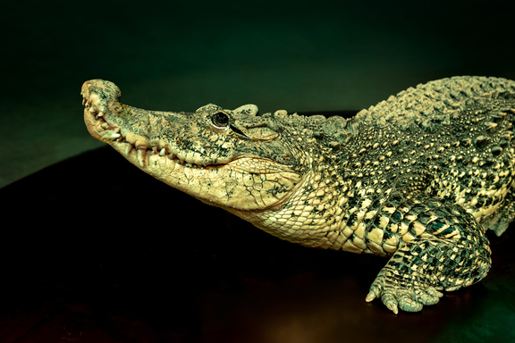 &Dcy;&icy;&kcy;&icy;&jcy; &Kcy;&acy;&rcy;&ncy;&acy;&vcy;&acy;&lcy; &TScy;&icy;&rcy;&kcy; &Ocy;&rcy;&icy;&ocy;&ncy; &CHcy;&iecy;&lcy;&yacy;&bcy;&icy;&ncy;&scy;&kcy; 2026