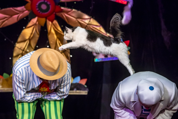 &Tcy;&iecy;&acy;&tcy;&rcy; &kcy;&ocy;&shcy;&iecy;&kcy; &Kcy;&ucy;&kcy;&lcy;&acy;&chcy;&iecy;&vcy;&acy;&period; &SHcy;&ocy;&ucy; "&Kcy;&ocy;&tcy;&ocy;&bcy;&ucy;&mcy;"&period; &Dcy;&mcy;&icy;&tcy;&rcy;&icy;&jcy; &Kcy;&ucy;&kcy;&lcy;&acy;&chcy;&iecy;&vcy;