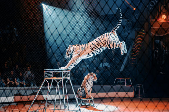 &TScy;&icy;&rcy;&kcy; &YAcy;&rcy;&ocy;&scy;&lcy;&acy;&vcy;&acy; &Zcy;&acy;&pcy;&acy;&shcy;&ncy;&ocy;&gcy;&ocy;  &gcy;&period; &CHcy;&iecy;&lcy;&yacy;&bcy;&icy;&ncy;&scy;&kcy;