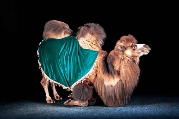 &Dcy;&icy;&kcy;&icy;&jcy; &Kcy;&acy;&rcy;&ncy;&acy;&vcy;&acy;&lcy; &TScy;&icy;&rcy;&kcy; &Ocy;&rcy;&icy;&ocy;&ncy; &CHcy;&iecy;&lcy;&yacy;&bcy;&icy;&ncy;&scy;&kcy; 2026